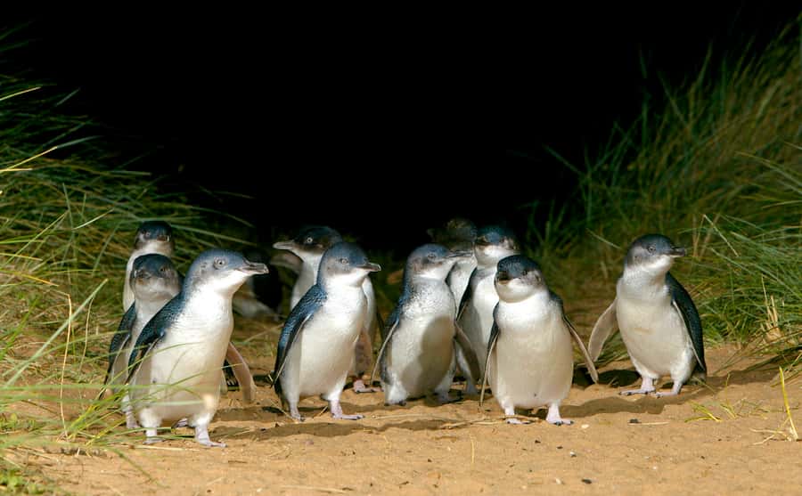 Melbourne: French and Phillip Island Wildlife Expedition - French Island National Park by 4WD