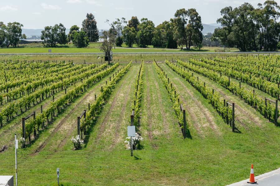 Melbourne: Full-Day Yarra Valley Wine Experience with Lunch - Who will enjoy this day most?