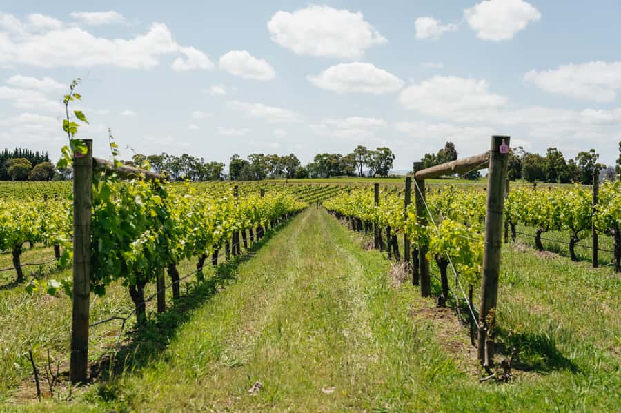 Melbourne: Full-Day Yarra Valley Wine Experience with Lunch - Four wineries, four different reasons to go