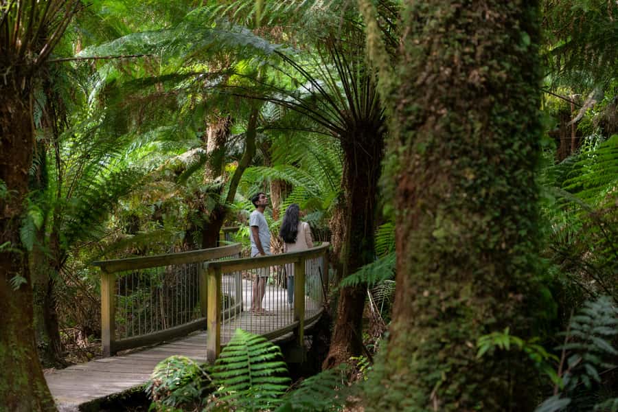 Melbourne: Great Ocean Road, 12 Apostles & Rainforest Tour - Serendip Sanctuary adds wildlife before the ocean