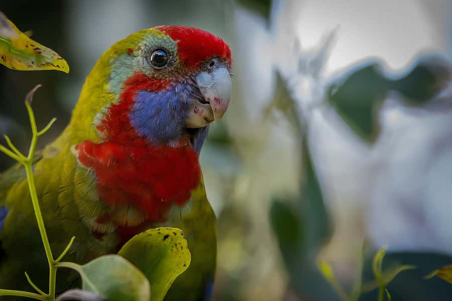 Melbourne: Great Ocean Road, 12 Apostles & Rainforest Tour - The Great Otway rainforest changes the mood