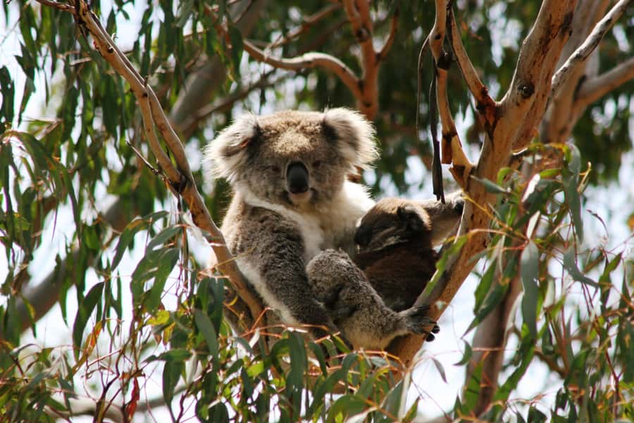 Melbourne: Great Ocean Road, 12 Apostles & Rainforest Tour - The Twelve Apostles are the visual payoff