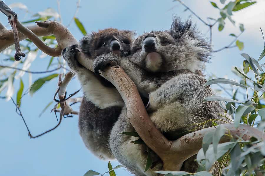 Melbourne: Great Ocean Road, 12 Apostles & Rainforest Tour - Starting at the Immigration Museum and crossing the West Gate Bridge