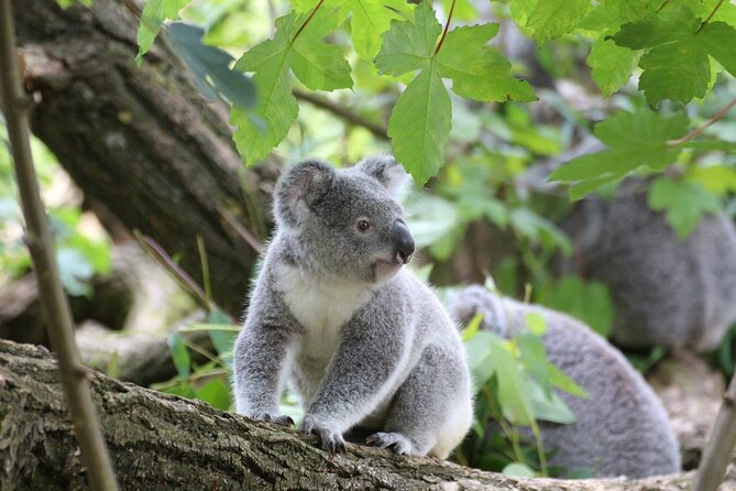 Melbourne: Great Ocean Road & Iconic Coastal Views Day Tour - Key points at a glance