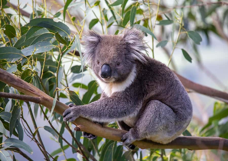 Melbourne: Great Ocean Road & Wildlife Tour for Backpackers - Why this Great Ocean Road route works in one day