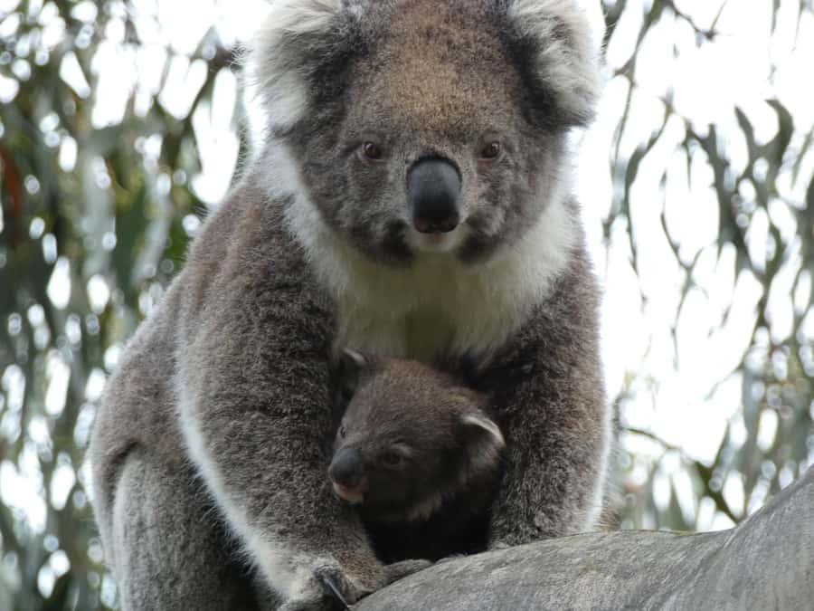 Melbourne: Great Ocean Road & Wildlife Tour for Backpackers - Koalas in the Otway rainforest
