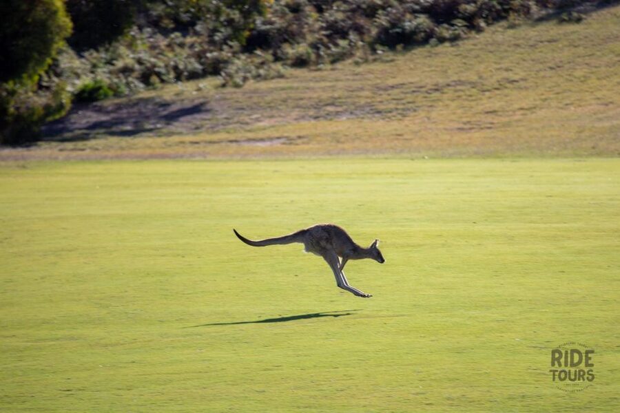 Melbourne: Great Ocean Road & Wildlife Tour for Backpackers - Transport, breaks, and the real cost of $91