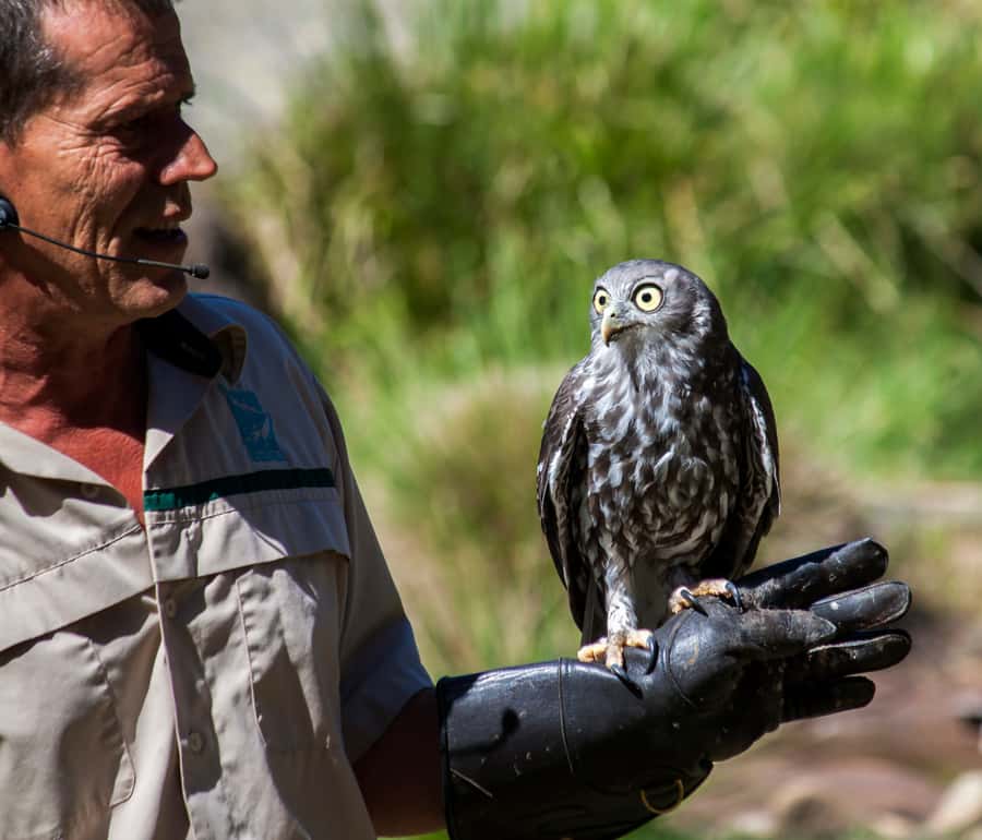 Melbourne: Healesville Sanctuary & Phillip Island Tour - Key points to know before booking