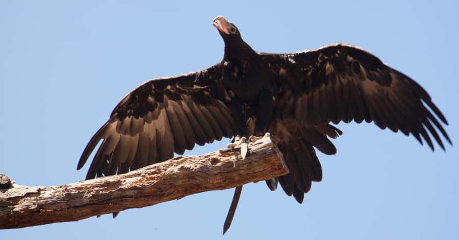 Melbourne: Healesville Sanctuary & Phillip Island Tour - Who should book this tour?