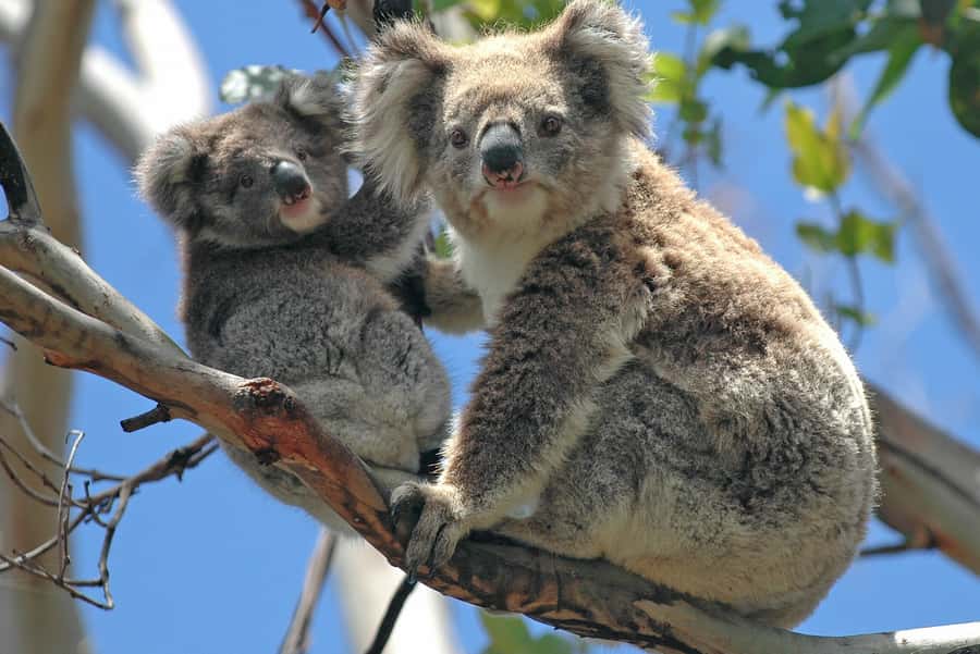 Melbourne: Healesville Sanctuary & Phillip Island Tour - The Nobbies Boardwalk and Seal Rock views