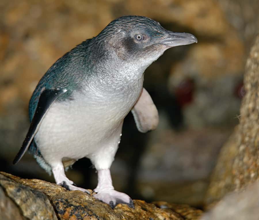 Melbourne: Healesville Sanctuary & Phillip Island Tour - Food breaks and the reality of a long day