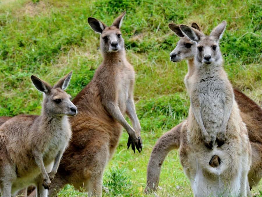 Melbourne: Healesville Sanctuary & Phillip Island Tour - Transport, pickup, and the 11-hour schedule