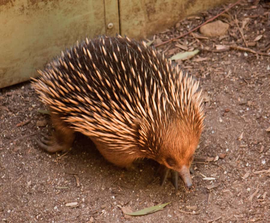 Melbourne: Healesville Sanctuary & Phillip Island Tour - Is $125 good value?