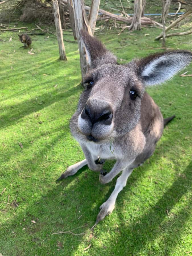 Melbourne: Moonlit Sanctuary and Brighton Beach Boxes Tour - Two hours among Australian animals