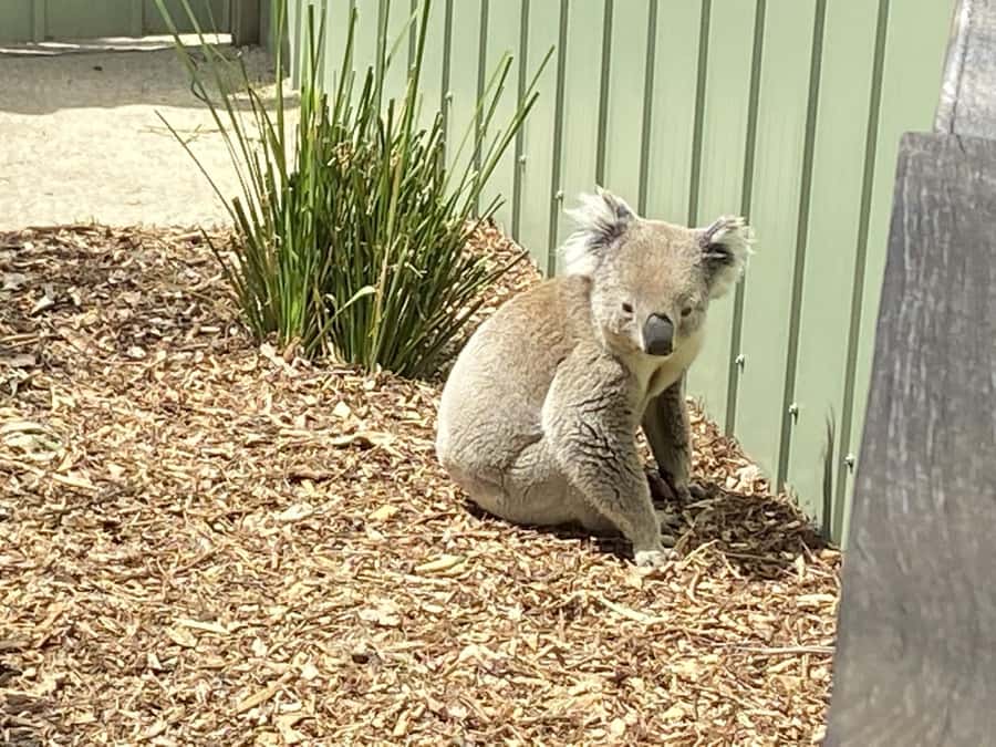 Melbourne: Moonlit Sanctuary and Brighton Beach Boxes Tour - Why the small van improves the morning