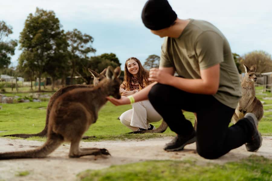 Melbourne: Penguin Parade , Koala & Brighton Bathing Boxes - Key points to know before you go