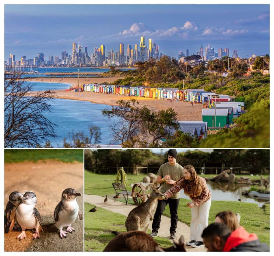 Melbourne: Penguin Parade , Koala & Brighton Bathing Boxes - From Melbourne streets to Brighton’s bathing boxes