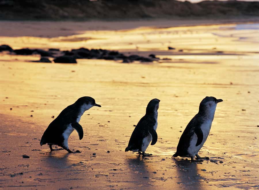 Melbourne: Penguin Parade , Koala & Brighton Bathing Boxes - The coach schedule and the long return to Melbourne