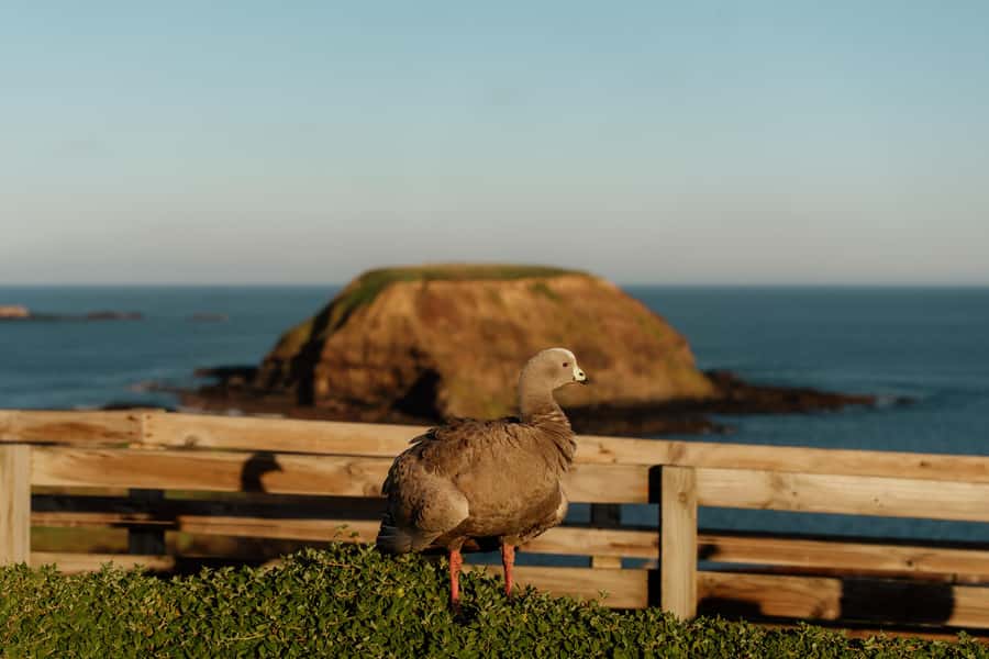 Melbourne: Penguin Parade , Koala & Brighton Bathing Boxes - Who will get the most from this day