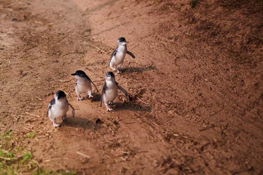 Melbourne: Penguin Parade , Koala & Brighton Bathing Boxes - Should you book the Penguin Parade, Koala and Brighton tour?