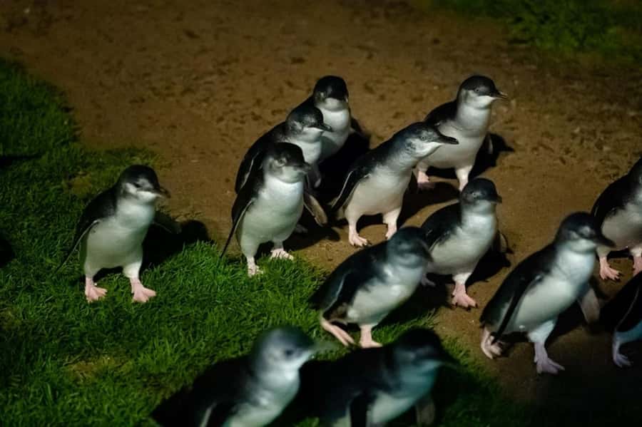 Melbourne: Penguin Parade & Phillip Island Scenic Day Tour - The Nobbies, where the coast takes center stage