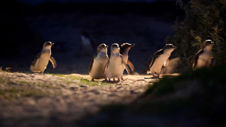 Melbourne: Penguin Parade Tour with Puffing Billy Train Ride - What the $133 price really covers