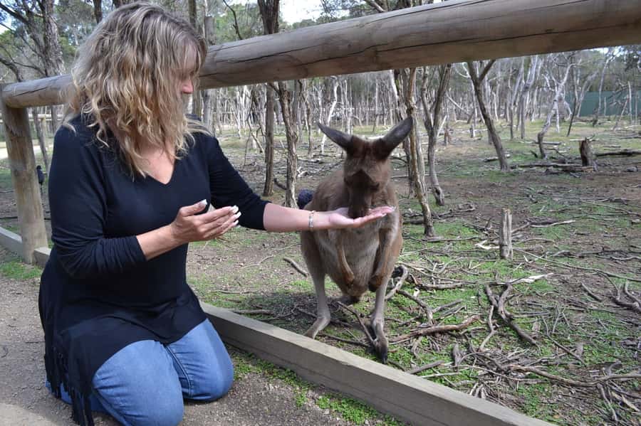 Melbourne: Peninsula Nature Private Day Trip with Dinner - Key points to know before booking