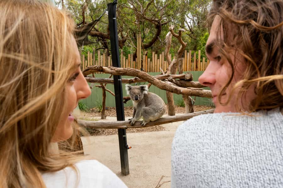 Melbourne: Peninsula Nature Private Day Trip with Dinner - Why this Mornington Peninsula trip works as a day away from Melbourne