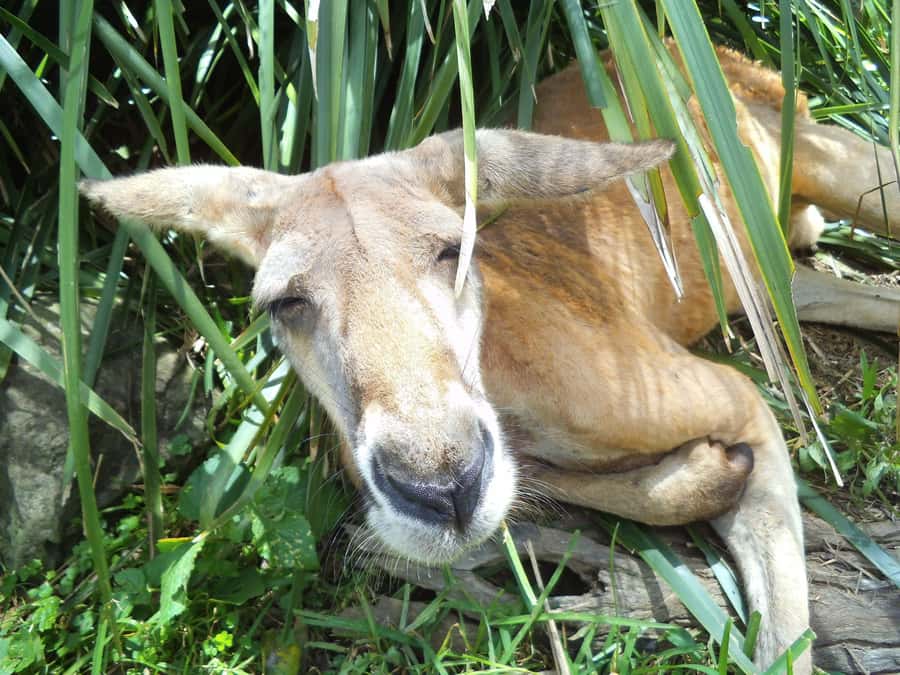 Melbourne: Peninsula Nature Private Day Trip with Dinner - A short bushwalk to the lookout