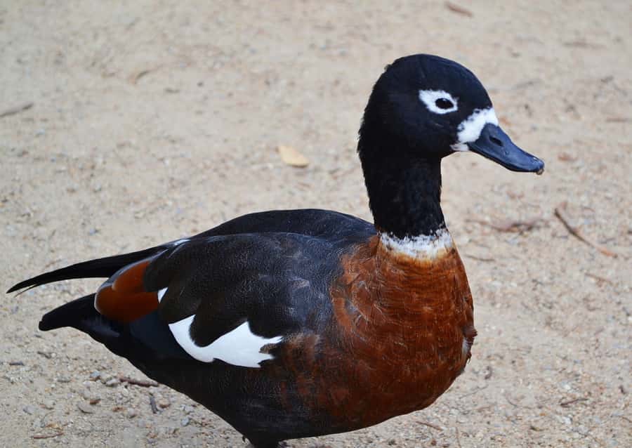 Melbourne: Peninsula Nature Private Day Trip with Dinner - What the private price includes at $303 per person