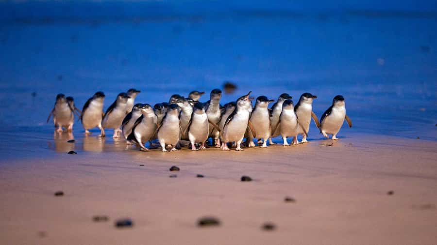 Melbourne: Phillip Island Penguin Parade Watching Day Tour - Brighton Beach huts and the first short stop