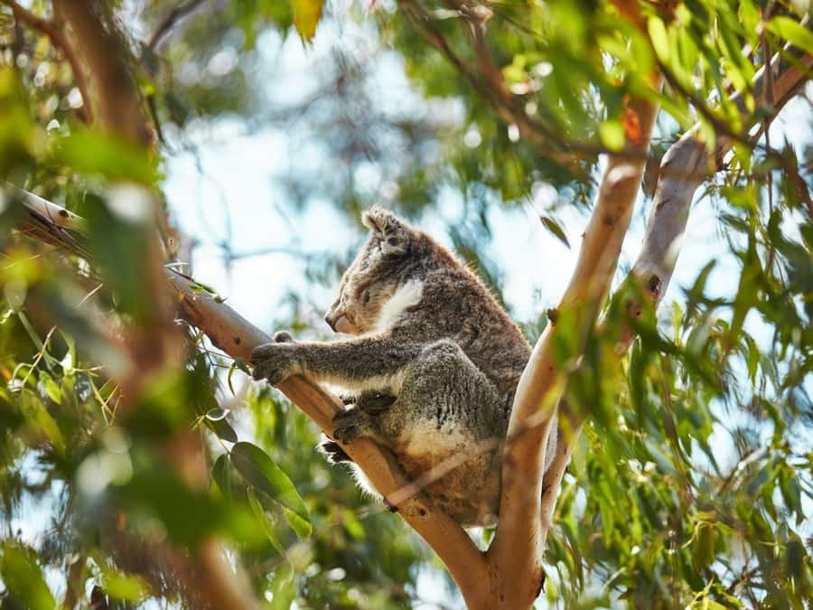 Melbourne: Phillip Island Private Trip, Penguin and Wildlife - Key points at a glance