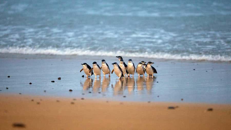 Melbourne: Phillip Island Private Trip, Penguin and Wildlife - Why this Phillip Island day trip works