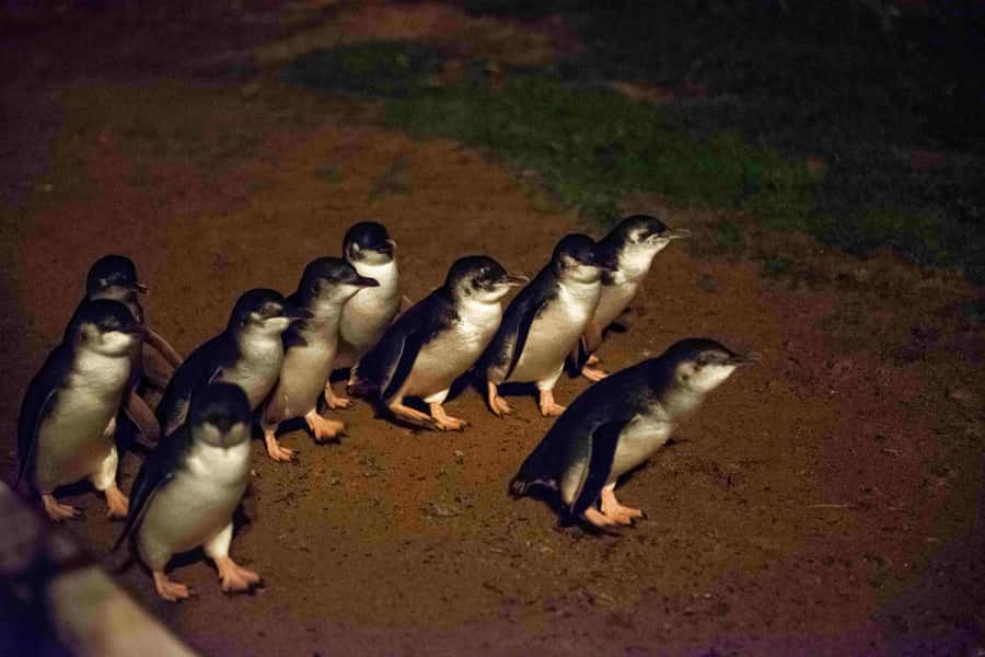 Melbourne:Phillip Island Tour 1 Day Tour - Maru Koala and Animal Park covers a lot in one hour