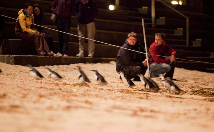 Melbourne: Phillip Island Tour & Penguin Parade - Key points at a glance