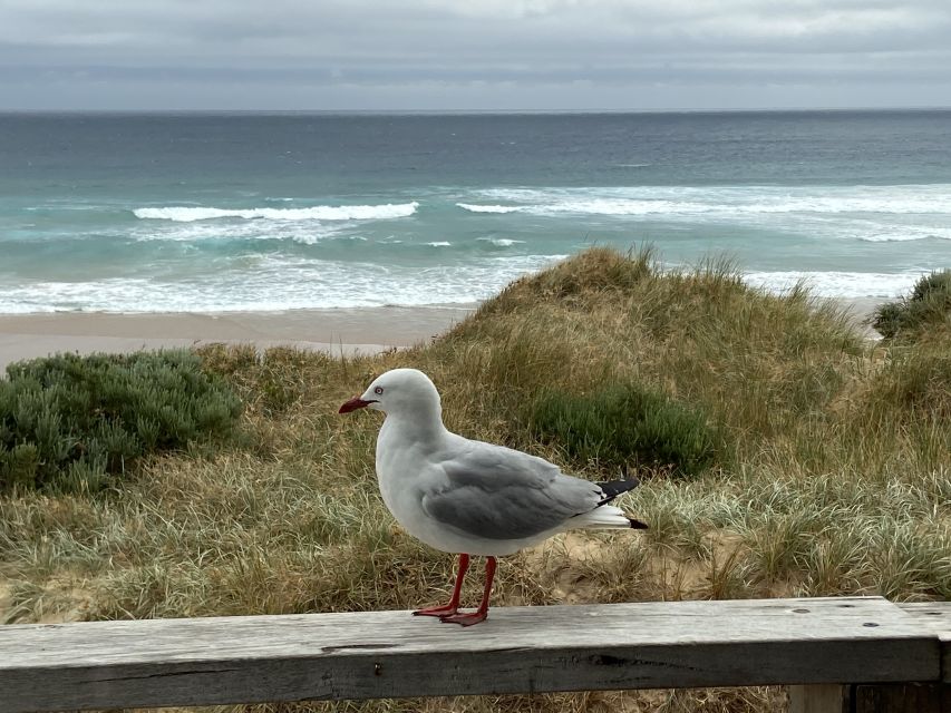 Melbourne: Phillip Island Tour & Penguin Parade - The Nobbies and Seal Rocks on Phillip Island’s west coast
