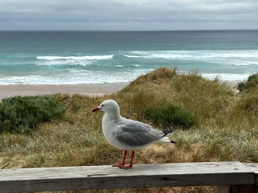 Melbourne: Phillip Island Tour & Penguin Parade - Waiting for the little penguins at sunset