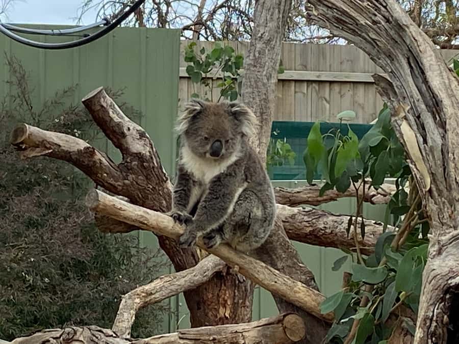Melbourne: Phillip Island Tour & Penguin Parade - Food, timing, and the long ride home