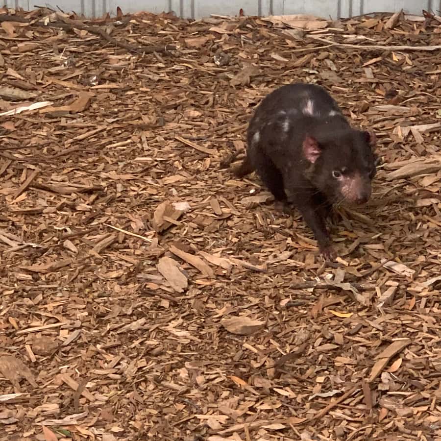 Melbourne: Phillip Island Tour & Penguin Parade - Meeting kangaroos and koalas at Moonlit Sanctuary