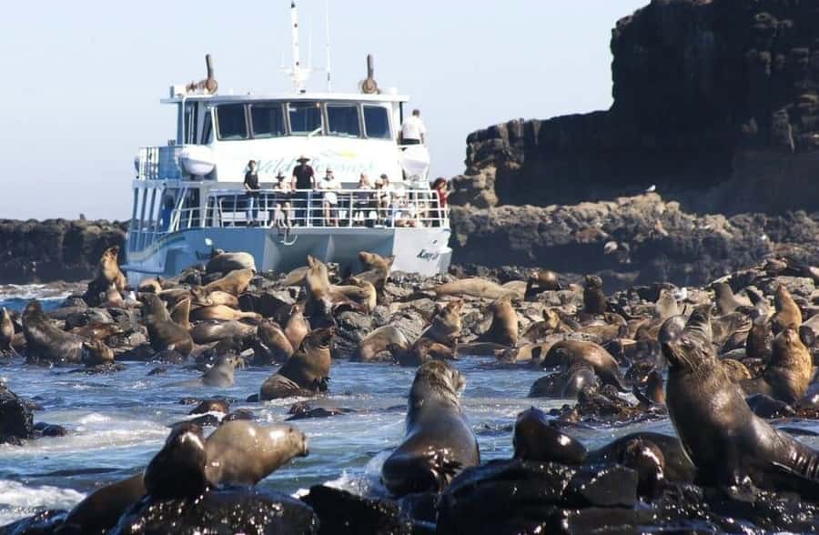 Melbourne: Phillip Island Tour w/ Hop-on Bus or Seal Cruise - Coffee, San Remo, and the road from Melbourne