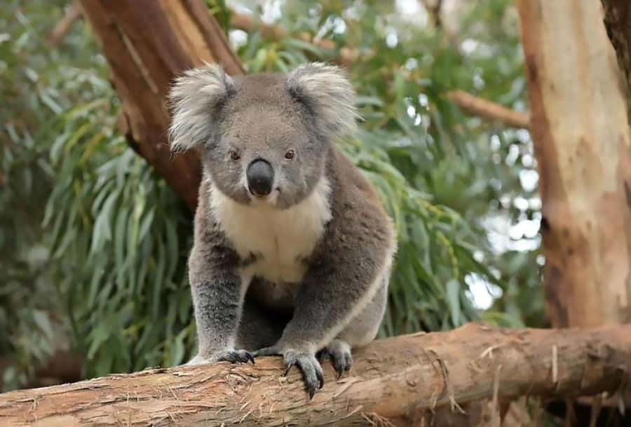 Melbourne: Phillip Island Tour w/ Hop-on Bus or Seal Cruise - What the day feels like in practice