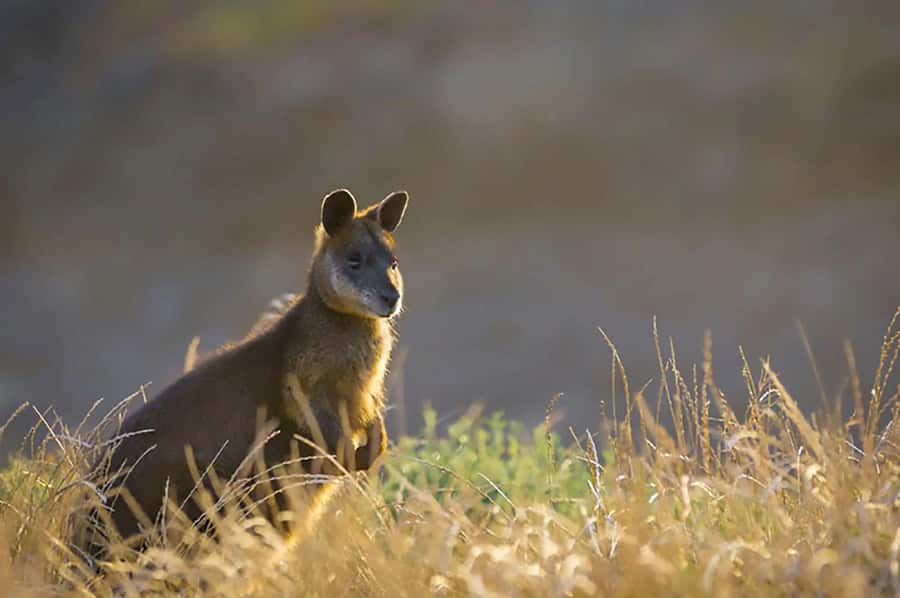 Melbourne: Phillip Island Tour w/ Hop-on Bus or Seal Cruise - Who should choose this Phillip Island tour?