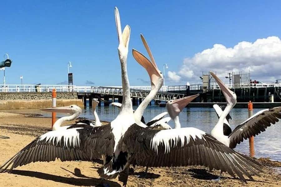 Melbourne: Phillip Island Tour w/ Hop-on Bus or Seal Cruise - What to pack for the coast