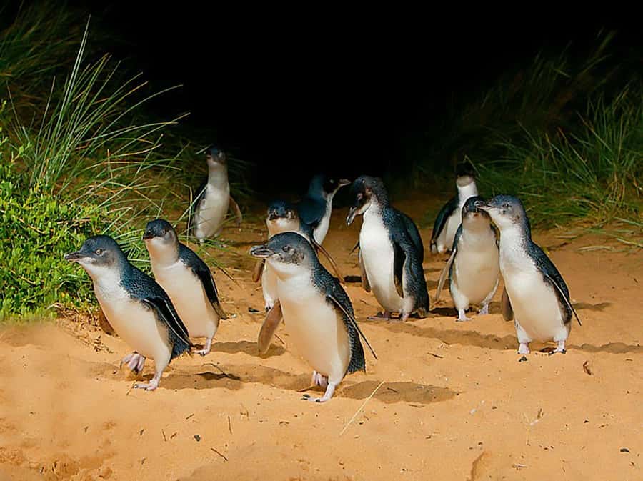 Melbourne: Phillip Island Tour w/ Hop-on Bus or Seal Cruise - Choosing between seals and the Explorer bus
