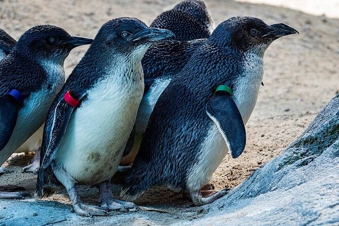Melbourne Private Penguins Koalas TOUR-Melbourne City Tour JEWELS - Meeting free-roaming kangaroos near Ararat