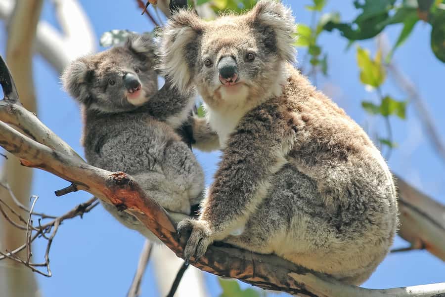 Melbourne: Puffing Billy & Healesville Sanctuary Scenic Tour - Riding Puffing Billy through the Dandenong Ranges