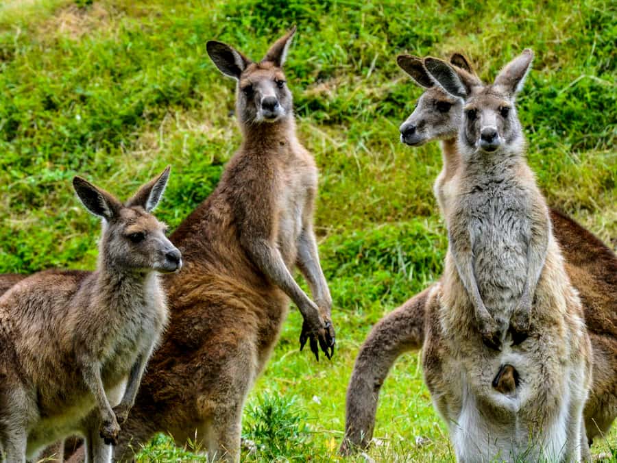 Melbourne: Puffing Billy & Healesville Sanctuary Scenic Tour - Chocolate, ice cream, and Yarra Valley views