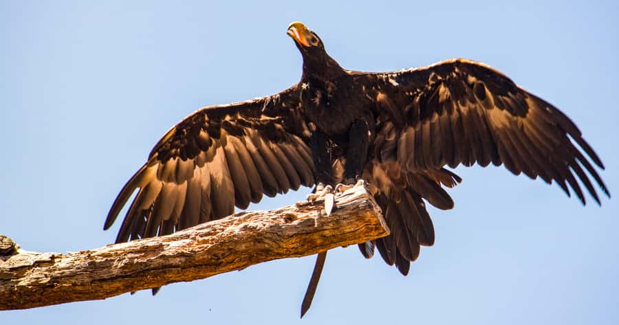 Melbourne: Puffing Billy & Healesville Sanctuary Scenic Tour - Should you book the Puffing Billy and Healesville day?