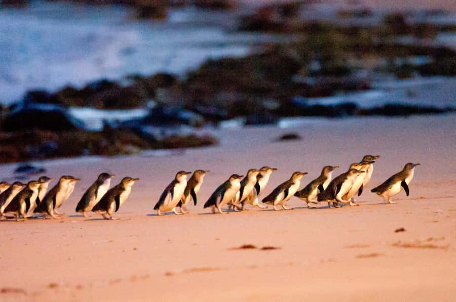 Melbourne: Puffing Billy Penguin Parade Brighton Boxes Tour - Why this three-stop day works