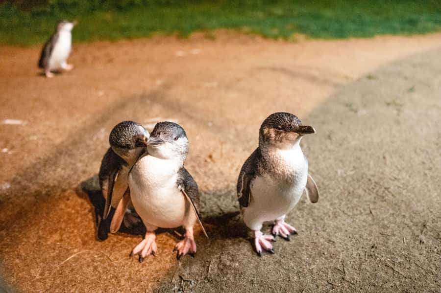 Melbourne: Puffing Billy Railway & Penguin Parade Day Tour - Key points to know before booking